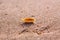 Little sandhopper Talitridae/Amphipod on a sand of Oregon coast