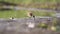 Little sandpiper roams in shallow water