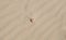 Little sea shell on light sand background