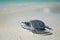 Little sea turtle on sandy beach