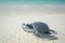 Little sea turtle on sandy beach