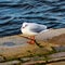 Little seagull in Gothenburg harbor