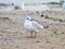 A little seagull stays on sand.