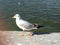 Little seagull walking along the shore