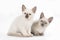 Little secret kittens on white isolated background