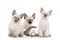 Little secret kittens on white isolated background