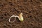 Little seedling with root on fertile soil.  for text
