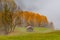 A little shack with a line of yellow trees in the background in autumn.