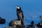 Little Shag / Little Pied Cormorant in Australasia