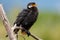 Little Shag / Little Pied Cormorant in Australasia