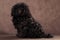 A little shaggy black-brown puli breed dog sits on a brown background