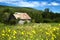 Little shed in a meadow