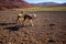 Little sheep in the Argentina Desert