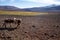 Little sheep in the Argentina Desert