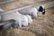 Little sheep eating straw