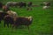 Little sheep looking at the camera against the background of other sheep