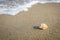 Little shell on the beach,Single shell on the sand