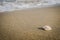 Little shell on the beach,Single shell on the sand