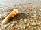 A little shell on sand beach background