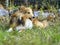 Little Sheltie dog. The garden in the grass