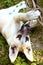 Little shepherd puppy chew falling rope on the ground