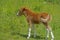 Little Shetland Pony baby in green grass.