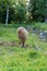 A little shetland pony walking on grass