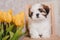 Little Shih-tzu puppy portrait with yellow tulips, grey background