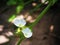 Little shiny white flowers of decorative wetland plant: Arrow Head Ame Son/ Sagittaria lancifolia