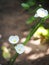 Little shiny white flowers of decorative wetland plant: Arrow Head Ame Son/ Sagittaria lancifolia