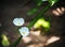 Little shiny white flowers of decorative wetland plant: Arrow Head Ame Son/ Sagittaria lancifolia