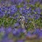 Little Short-Eared Owl in a field of blue bells