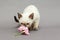 Little Siamese kitten sniffing a flower