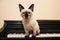 Little siamese looking cat sits on the piano