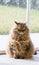 Little siberian cat of livestock in relax in a garden, long haired