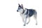 Little siberian husky dog, isolated. Sled dogs race training in cold snow weather. Strong, cute and fast purebred dog for teamwork
