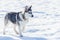 Little siberian husky dog outdoor walking, snow background. Sled dogs race training in cold snow weather. Strong, cute and fast