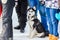 Little siberian husky dog standing in crowd of people and looking surprised. Sled dogs race training in cold snow weather. Strong