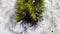 Little sick thuja cypress. An evergreen tree in the yard in early spring or winter with dead black branches. Plants in