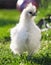 A little Silkie chickens on a grass, outdoor