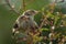 Little singing birds on tree branch