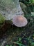 Little single mushroom
