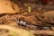 little skink on the jungle floor lizard