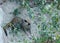 The little skunk standing on the ground, skunk in the zoo