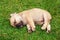 Little sleeping French bulldog puppy