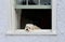 Little sleepy dog resting on window  looking out.