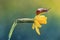 Little slug on daffodil