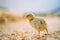 Little small quail poultry white chick bird