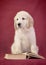 Little smart golden retriever puppy dog sitting with a book