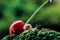 Little snail climbed a cherry